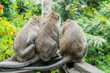 Sacred Monkey Forest Sanctuary in Ubud Bali Indonesia