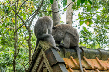 Sacred Monkey Forest Sanctuary in Ubud Bali Indonesia