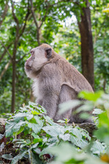 Sacred Monkey Forest Sanctuary in Ubud Bali Indonesia