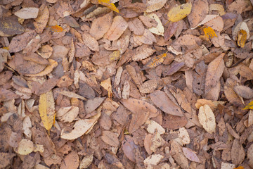 Leaves fall on ground at Nagoya castle garden at Nagoya,Japan
