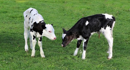 Newborn twin Holstein calves standing face to face in the field an hour old