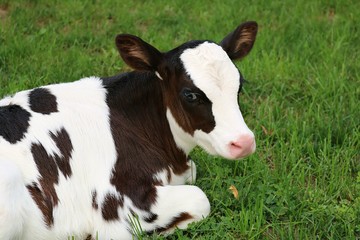Newborn Holstein calf laying in the grass looking alert and adorable