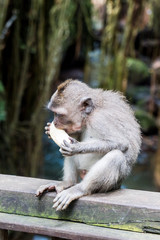 Sacred Monkey Forest Sanctuary in Ubud Bali Indonesia