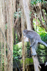 Obraz premium Sacred Monkey Forest Sanctuary in Ubud Bali Indonesia