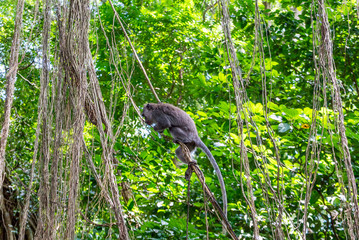 Sacred Monkey Forest Sanctuary in Ubud Bali Indonesia