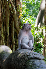 Sacred Monkey Forest Sanctuary in Ubud Bali Indonesia