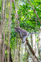 Sacred Monkey Forest Sanctuary in Ubud Bali Indonesia
