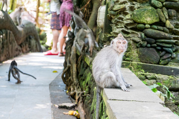 Sacred Monkey Forest Sanctuary in Ubud Bali Indonesia