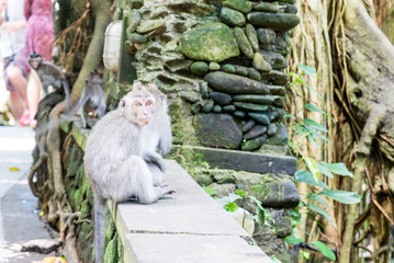 Obraz premium Sacred Monkey Forest Sanctuary in Ubud Bali Indonesia