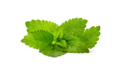 Fresh raw melissa leaves isolated on white background. Mint leaf, aromatic herbs.