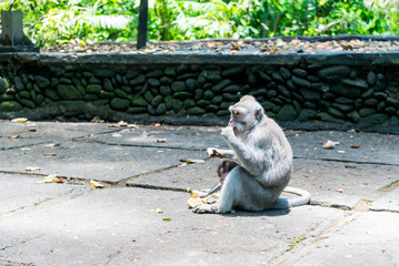 Sacred Monkey Forest Sanctuary in Ubud Bali Indonesia