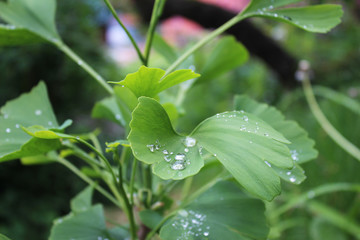 Dew, rain drops, droplets on green leaves of young Ginkgo Biloba common Maidenhair tree, plant, macro photography 