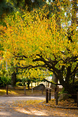 Naklejka premium Yellow leaves in autumn season at Nagoya castle park at Nagoya,Japan