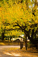 Yellow leaves in autumn season at Nagoya castle park at  Nagoya,Japan