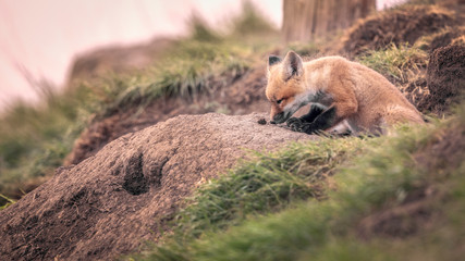 Fototapeta premium Curious Red Fox Kit Exploring Outside of Den. First steps into new world