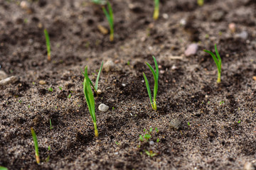 Young garlic growing in spring garden