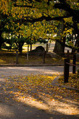 Yellow leaves in autumn season at Nagoya castle park at  Nagoya,Japan