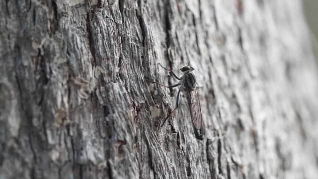 A mosquito sitting on the bark of a tree QLD Australia