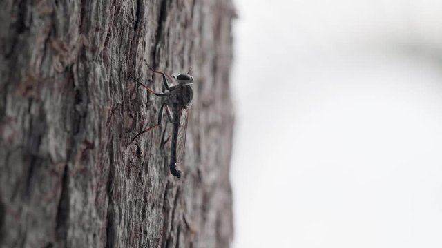 A mosquito sitting on the bark of a tree QLD Australia