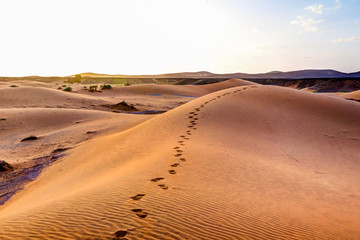 Fototapeta na wymiar Foot prints along a sand dune in the Sahara Desert