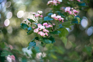 blooming bird cherry tree in spring