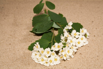 flower isolated on sandy background