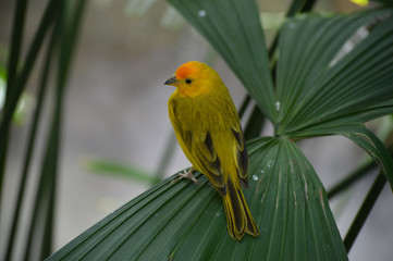 Yellow finch on a leaf
