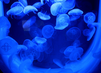 Qualen in Aquarium mit blaue Beleuchtung.