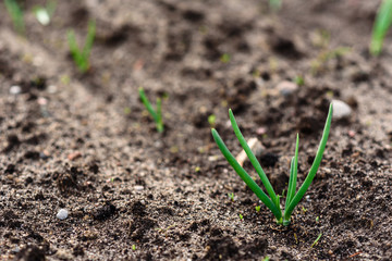 Yong onion growing in spring garden.