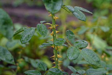 Spines on the stem of a rose
