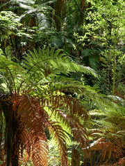 fern at scenic wild forest near Hamurana Springs, Rotorua