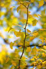 Yellow Ginkgo leaves on autumn season