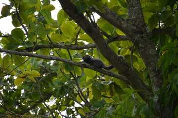 lagoa da concei&ccedil;ao  - sc