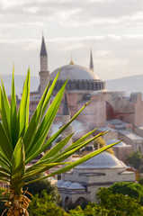View of Hagia Sophia through the leaves of palm trees.