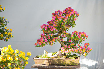 Bonsai tree with pink flower