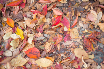 Leaves fall on ground at Nagoya castle garden at Nagoya,Japan
