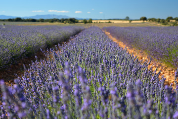 Fototapeta na wymiar Lavender field, summer landscape near Brihuega,Guadalajara, Spain