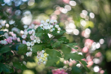 blooming bird cherry tree in spring