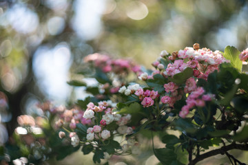 blooming bird cherry tree in spring