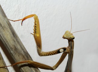 Mantis