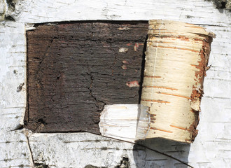 pattern of birch bark with black birch stripes on white birch bark and with wooden birch bark...