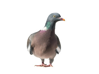 Close up front view of common european wood pigeon with head turned to the right and isolated on white background
