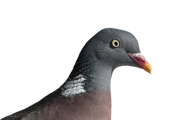 Close up side view of common european wood pigeons head turned to the right and isolated on white background
