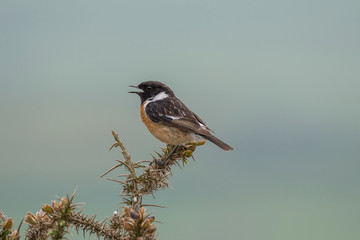Stonechat male (Saxicola rubicola) perched on Gorse bush at Kitt Hill, Cornwall, UK