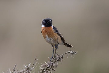 Stonechat male (Saxicola rubicola) perched on Gorse bush at Kitt Hill, Cornwall, UK