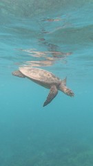 Obraz na płótnie Canvas water turtle