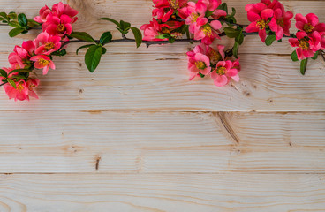 The branch of blooming Chaenomeles (pink quince flowers) on natural wooden background and copy space for text