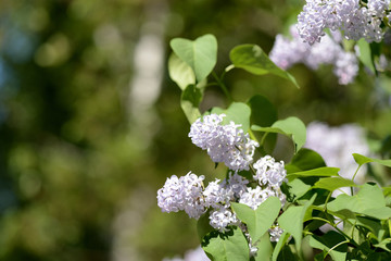 Clusters of blooming lilacs on a bush on a bright spring day