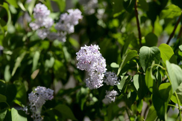 Clusters of blooming lilacs on a bush on a bright spring day