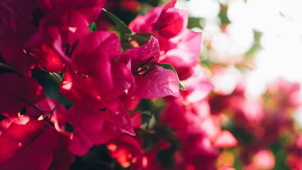 pink flowers in the garden
